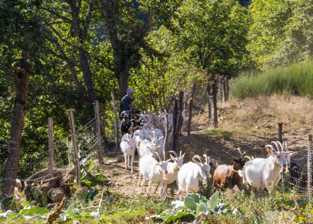 Chèvres, Ferme de Falgayroles, Aveyron © M. Hennessy / Tourisme Aveyron