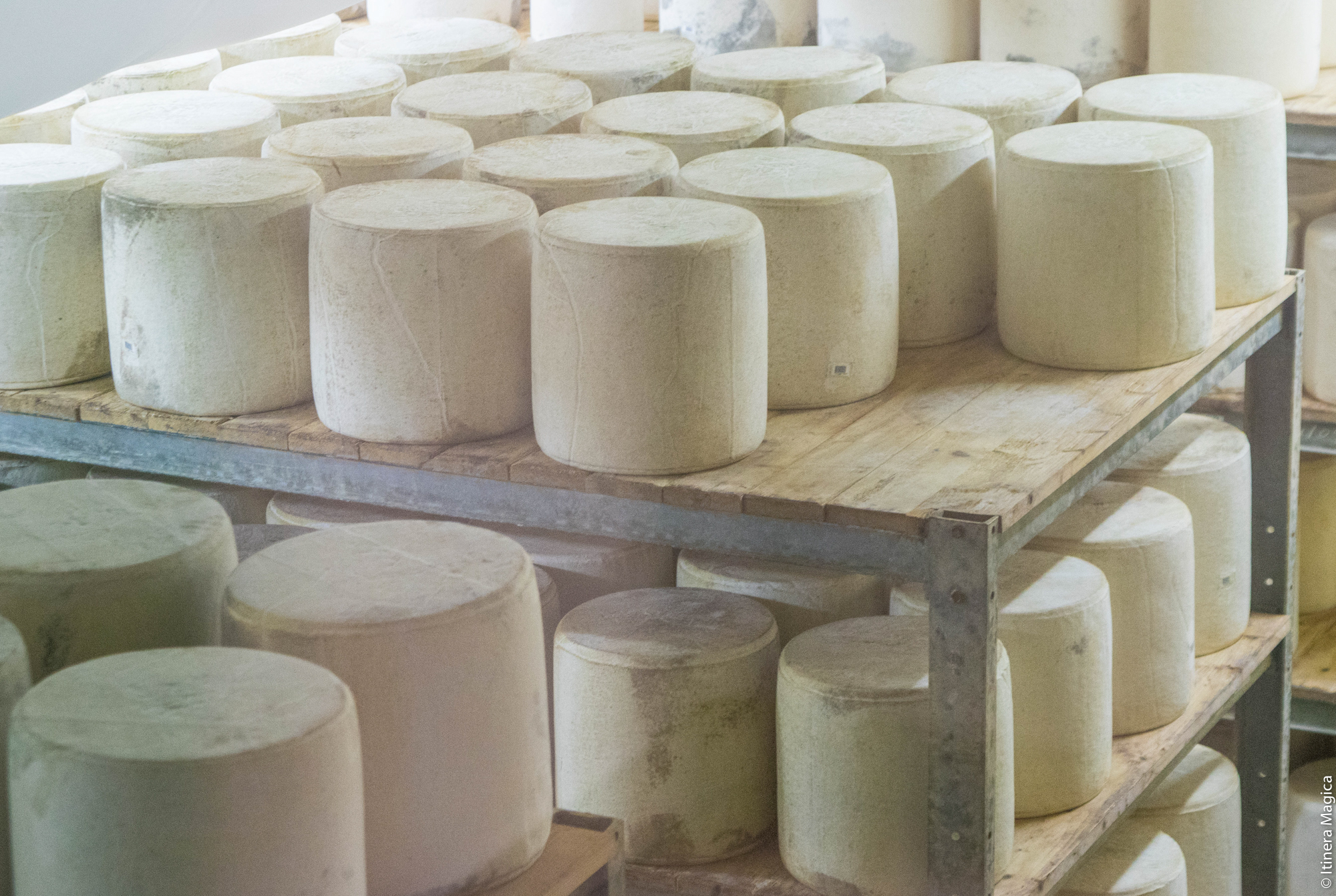 Affinage du fromage Laguiole à la Coopérative Jeune Montagne © Itinera Magica 